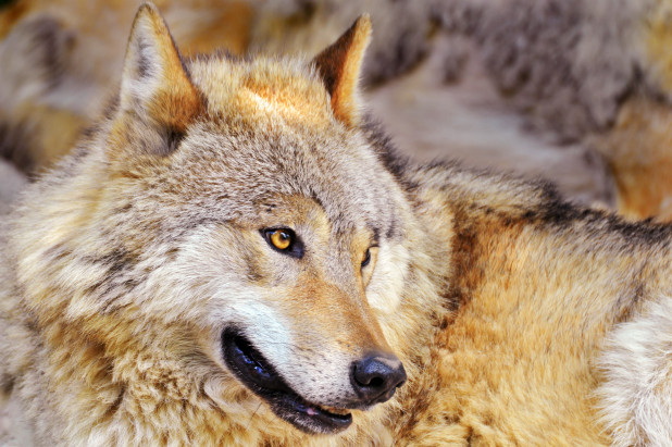 100 interesting facts about wolves
