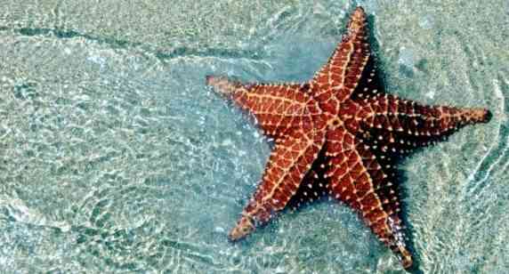 Más que solo bonitas: las curiosidades de las estrellas de mar en Chile