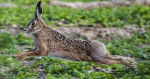 interesting ?の英語 intelligence overview