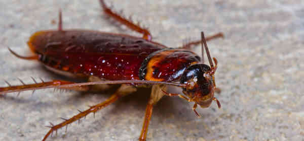 interesting facts about cockroaches
