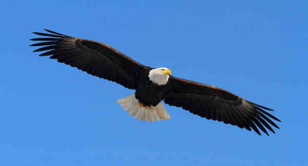 19 datos curiosos sobre las águilas