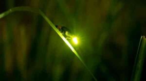 17 interesting facts about fireflies