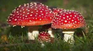 14 interesting facts about fly agaric