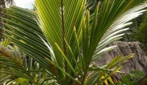 Fun (band) visual data 4