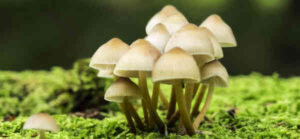 26 interesting facts about mushrooms