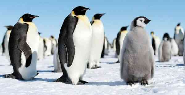 43 interessante Fakten über Pinguine