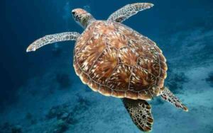 26 Interesting Facts About Turtles